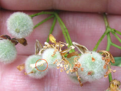 Eucallipterus tiliae