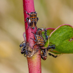 Eurymeloides punctata