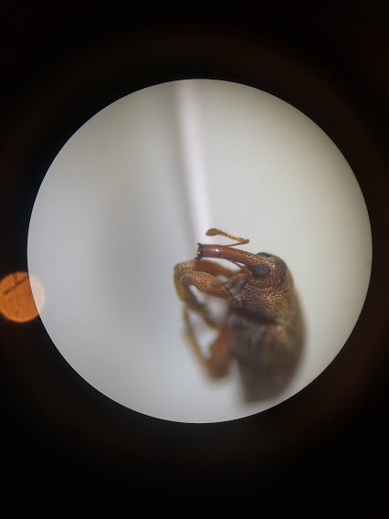Dorytomus rufatus