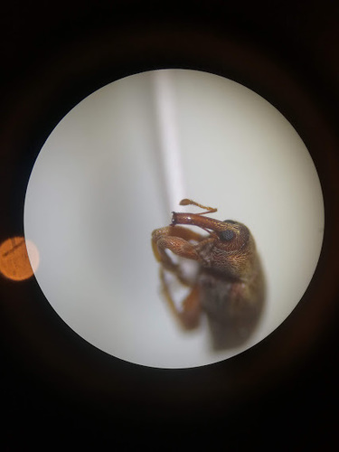 Dorytomus rufatus