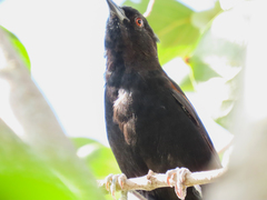 Icterus pyrrhopterus