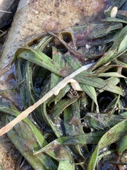 Cestoda
