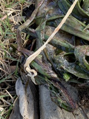 Cestoda