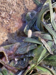 Cestoda