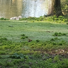 Picus sharpei