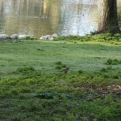 Picus sharpei