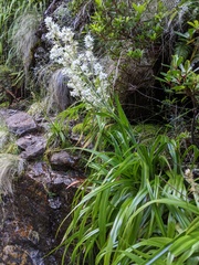 Milligania densiflora