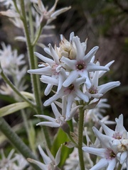 Milligania densiflora