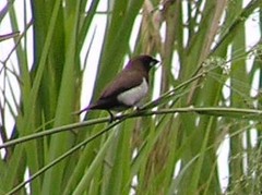 Lonchura leucogastroides