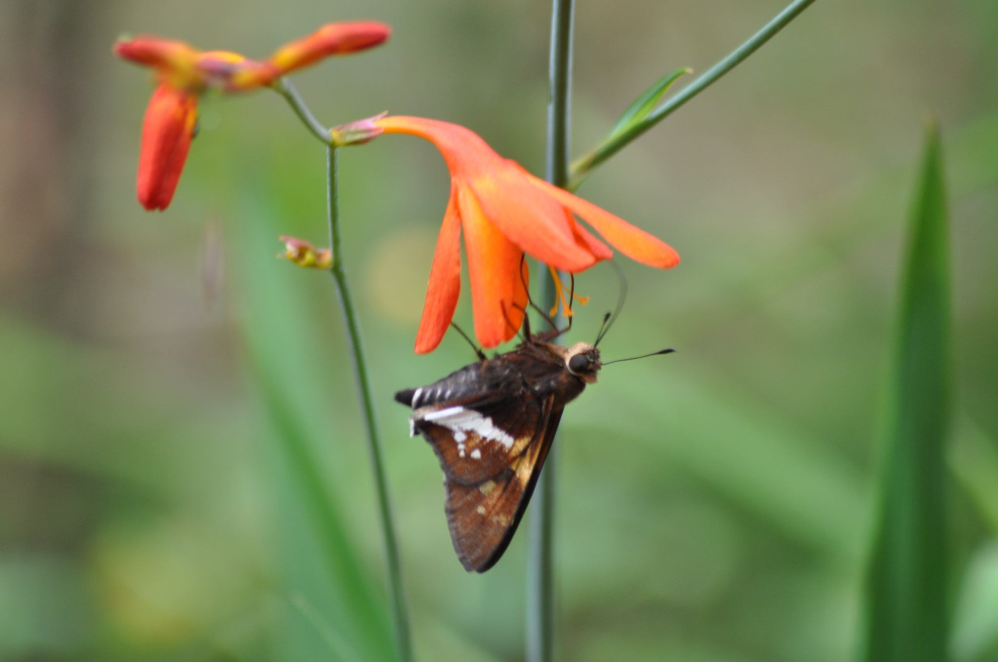 Crocosmia crocosmiiflora