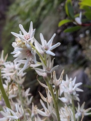 Milligania densiflora