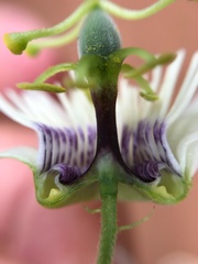 Passiflora morifolia