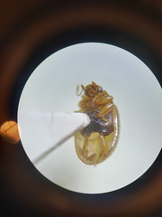 Rhyzobius litura