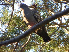 Patagioenas maculosa