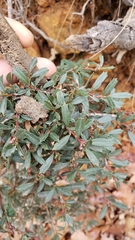 Ceanothus prostratus