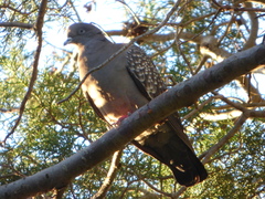 Patagioenas maculosa