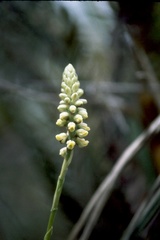 Gomphichis