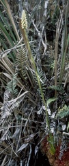 Gomphichis