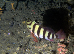 Hypoplectrodes annulatus