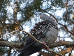 Patagioenas maculosa