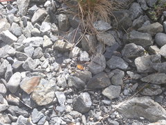 Paranotoreas brephosata