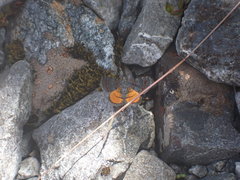 Paranotoreas brephosata