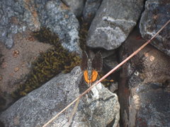 Paranotoreas brephosata