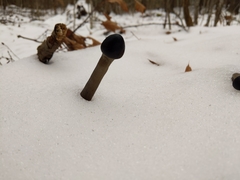 Tolypocladium longisegmentatum