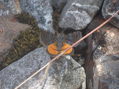 Paranotoreas brephosata