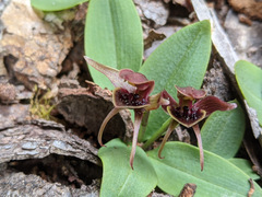 Chiloglottis grammata