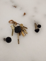 Tolypocladium longisegmentatum