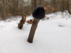 Tolypocladium longisegmentatum