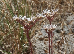 Dudleya blochmaniae blochmaniae
