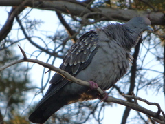 Patagioenas maculosa