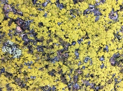 Candelariella coralliza