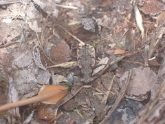 Neocicindela garnerae
