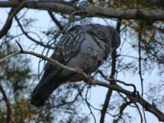 Patagioenas maculosa