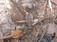Neocicindela garnerae