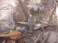 Neocicindela garnerae