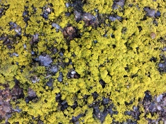Candelariella coralliza
