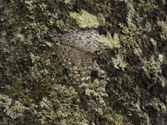 Hamadryas februa