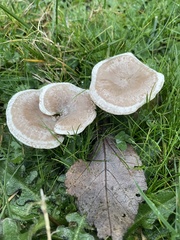 Clitocybe fragrans