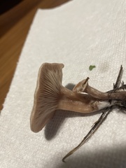 Clitocybe fragrans