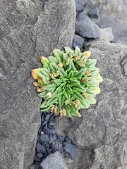 Plantago triantha