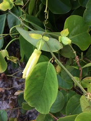 Passiflora mucronata