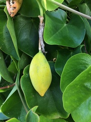 Passiflora mucronata