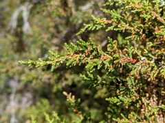 Pherosphaera hookeriana