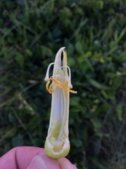 Passiflora mucronata