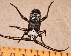 Demelius semirugosus
