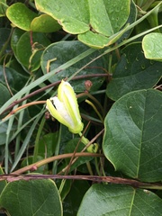 Passiflora mucronata